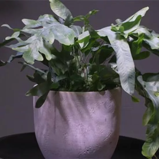 Blaufarn - Umtopfen Blaufarn - Umtopfen