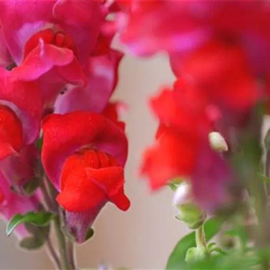 Löwenmaul - Einpflanzen im Garten Löwenmaul - Einpflanzen im Garten