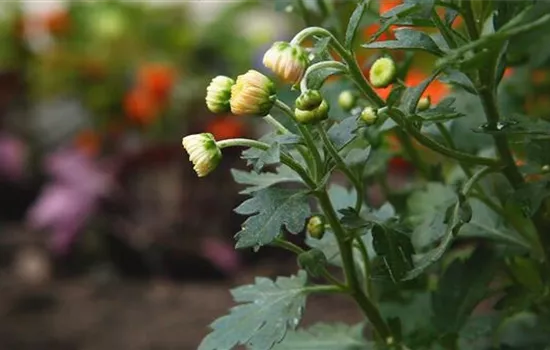 Chrysanthemen - Einpflanzen im Garten Chrysanthemen - Einpflanzen im Garten