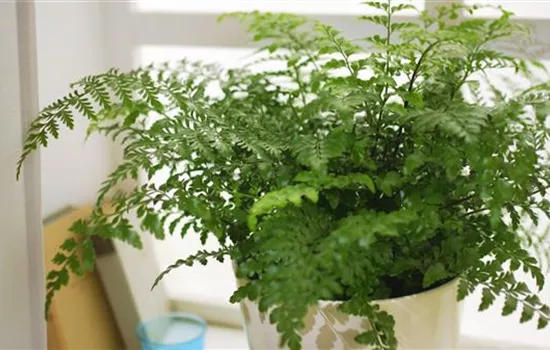 Nestfarn - Einpflanzen in ein Gefäß Nestfarn - Einpflanzen in ein Gefäß