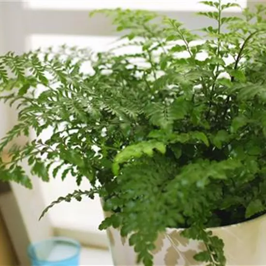 Nestfarn - Einpflanzen in ein Gefäß Nestfarn - Einpflanzen in ein Gefäß