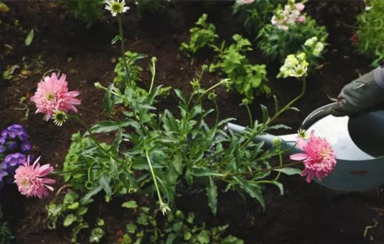 Sonnenhut - Einpflanzen im Garten