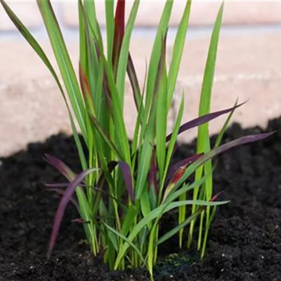 Japanisches Blutgras - Einpflanzen im Garten Japanisches Blutgras - Einpflanzen im Garten