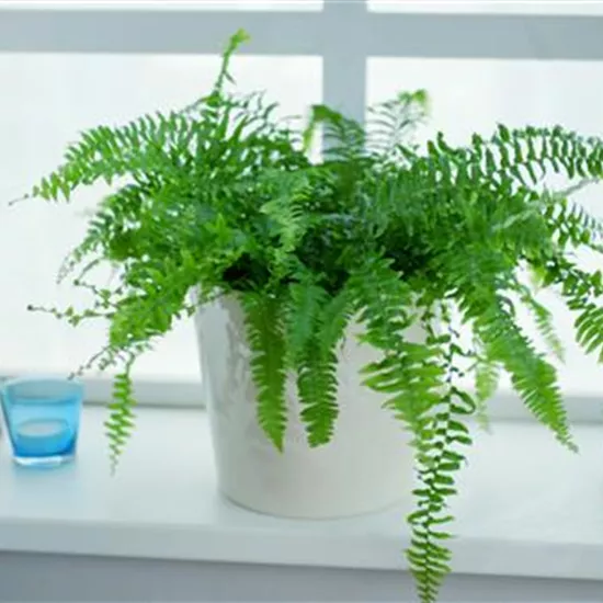 Schwertfarn - Einpflanzen in ein Gefäß Schwertfarn - Einpflanzen in ein Gefäß