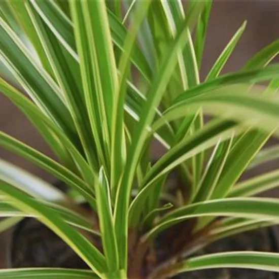 Japansegge - Einpflanzen im Garten Japansegge - Einpflanzen im Garten