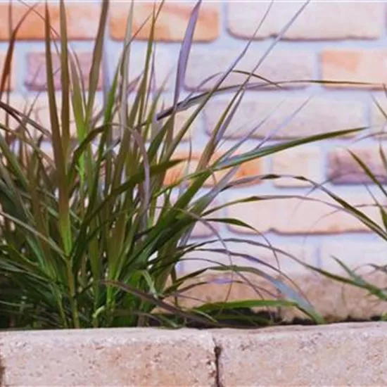 Afrikanisches Lampenputzergras - Einpflanzen im Garten Afrikanisches Lampenputzergras - Einpflanzen im Garten