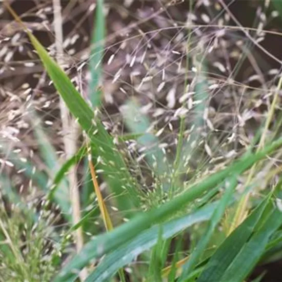 Liebesgras - Einpflanzen im Garten Liebesgras - Einpflanzen im Garten