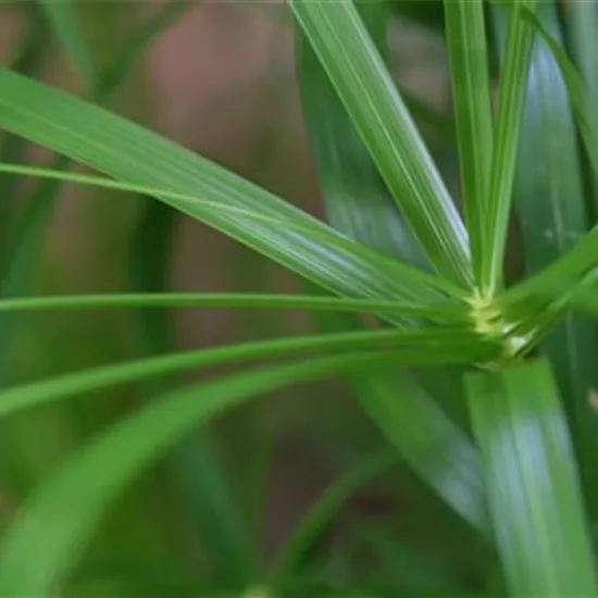 Zyperngras - Umtopfen Zyperngras - Umtopfen