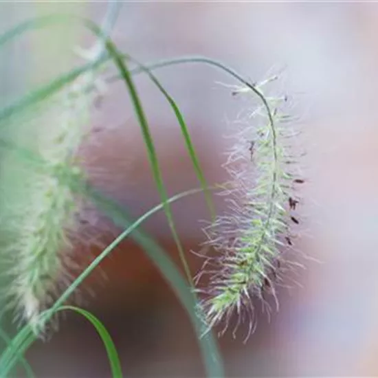 Federborstengras - Einpflanzen im Garten Federborstengras - Einpflanzen im Garten
