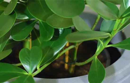 Balsamapfel - Umtopfen Balsamapfel - Umtopfen