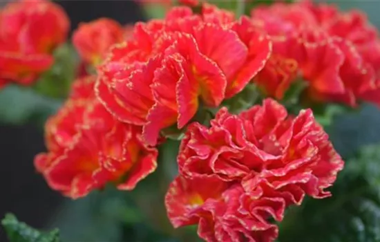 Primeln - Einpflanzen im Garten Primeln - Einpflanzen im Garten