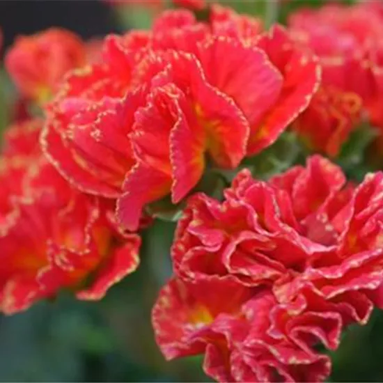 Primeln - Einpflanzen im Garten Primeln - Einpflanzen im Garten