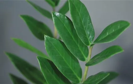 Zimmerpflanzenportrait - Glücksfeder Zimmerpflanzenportrait - Glücksfeder