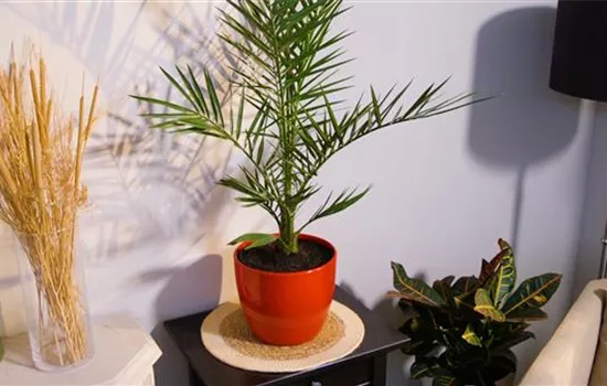 Kanarische Dattelpalme - Umtopfen Kanarische Dattelpalme - Umtopfen