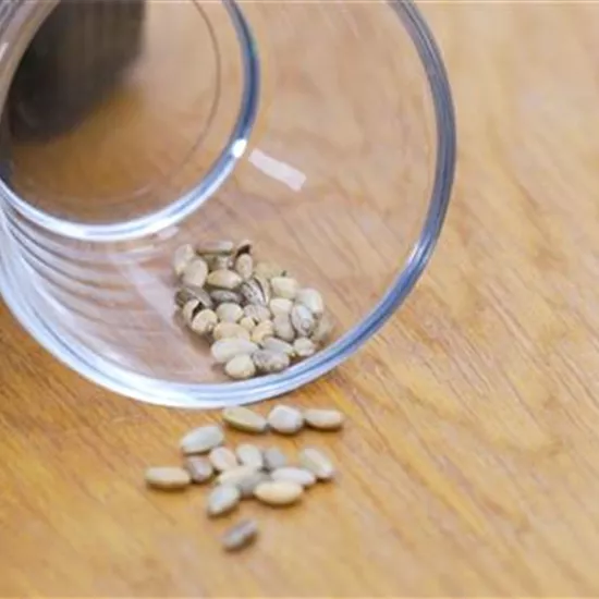 Artischocke - Aussaat Artischocke - Aussaat