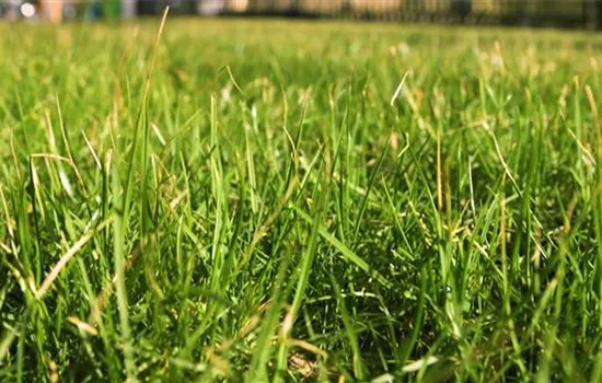 Rasen anlegen Rasen anlegen