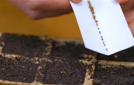 Rosmarin - Aussaat Rosmarin - Aussaat