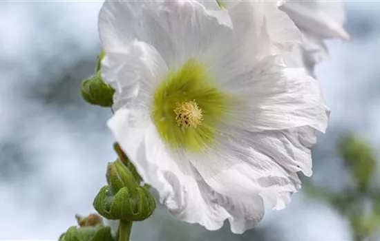 Stockrose - Einpflanzen im Garten Stockrose - Einpflanzen im Garten