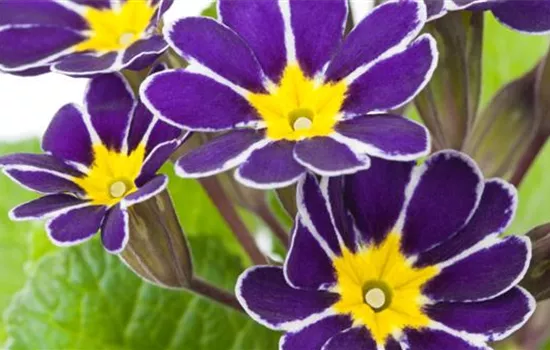 Schlüsselblume - Einpflanzen im Garten Schlüsselblume - Einpflanzen im Garten