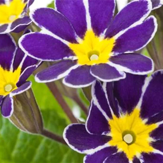 Schlüsselblume - Einpflanzen im Garten Schlüsselblume - Einpflanzen im Garten