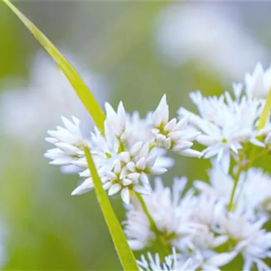 Schnee Marbel- Einpflanzen im Garten Schnee Marbel- Einpflanzen im Garten