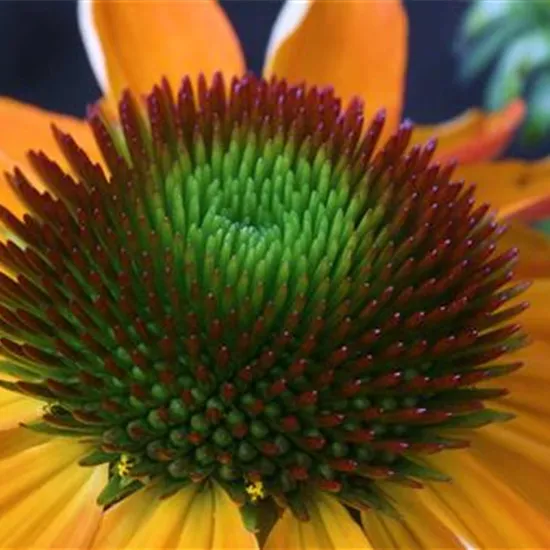 Purpursonnenhut - Einpflanzen im Garten Purpursonnenhut - Einpflanzen im Garten