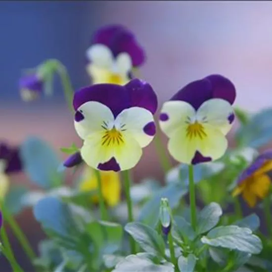 Wildes Stiefmütterchen - Einpflanzen im Garten  Wildes Stiefmütterchen - Einpflanzen im Garten