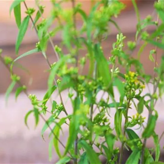 Goldrute - Einpflanzen im Garten Goldrute - Einpflanzen im Garten