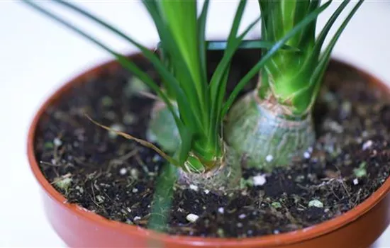 Flaschenbaum - Umtopfen Flaschenbaum - Umtopfen