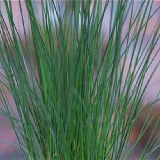 Flatter Binse - Umtopfen Flatter Binse - Umtopfen