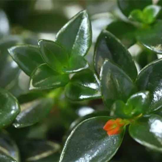 Kußmäulchen - Umtopfen Kußmäulchen - Umtopfen