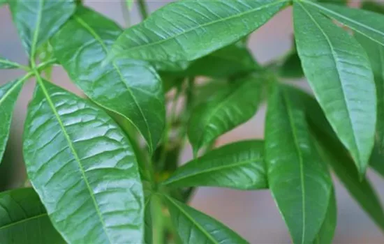 Glückskastanie - Umtopfen Glückskastanie - Umtopfen