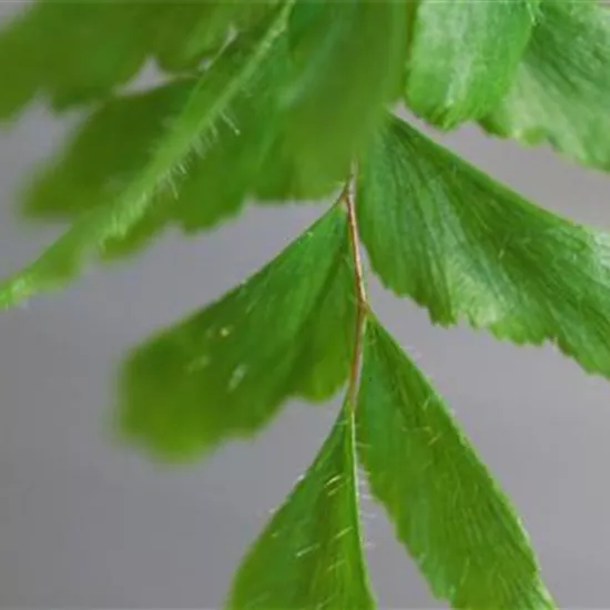 Frauenhaarfarn - Umtopfen Frauenhaarfarn - Umtopfen