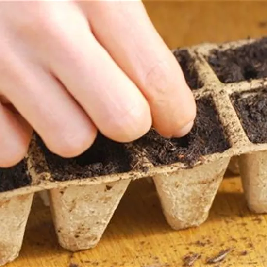 Hausgurke - Aussaat Hausgurke - Aussaat