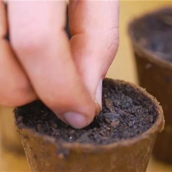 Zucchini - Aussaat Zucchini - Aussaat