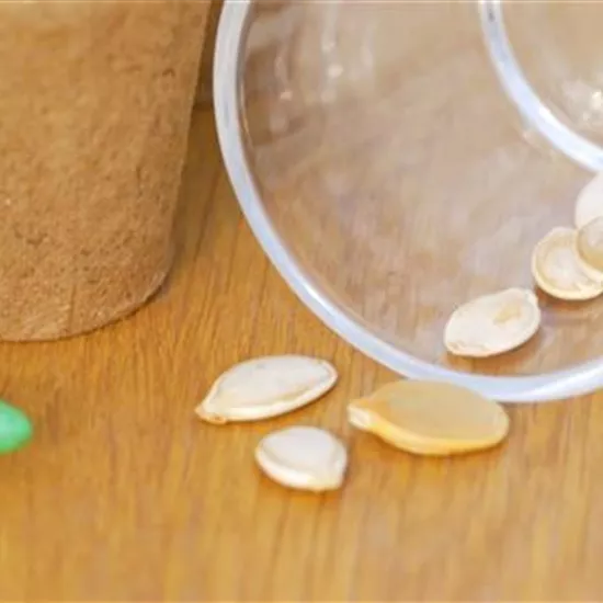 Speisekürbis - Aussaat Speisekürbis - Aussaat