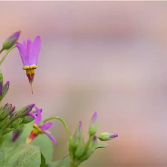Götterblume - Einpflanzen im Garten Götterblume - Einpflanzen im Garten