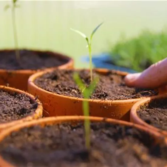 Gemüsepaprika - Pikieren Gemüsepaprika - Pikieren