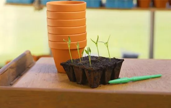 Jalapeno Paprika - Pikieren Jalapeno Paprika - Pikieren