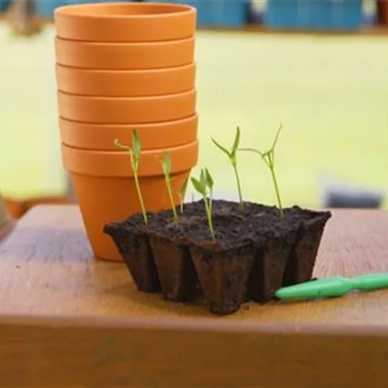 Jalapeno Paprika - Pikieren Jalapeno Paprika - Pikieren