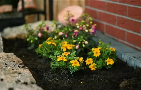 Goldmarie - Einpflanzen im Garten Goldmarie - Einpflanzen im Garten