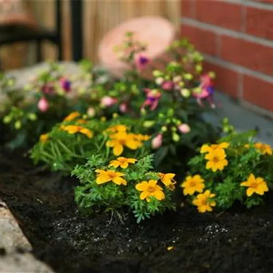 Goldmarie - Einpflanzen im Garten Goldmarie - Einpflanzen im Garten