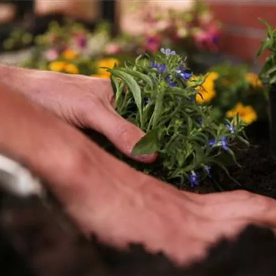 Männertreu - Einpflanzen in den Garten Männertreu - Einpflanzen in den Garten