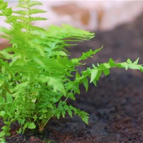 Becherfarn - Einpflanzen im Garten Becherfarn - Einpflanzen im Garten