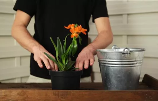 Milchstern - Einpflanzen in ein Gefäß Milchstern - Einpflanzen in ein Gefäß