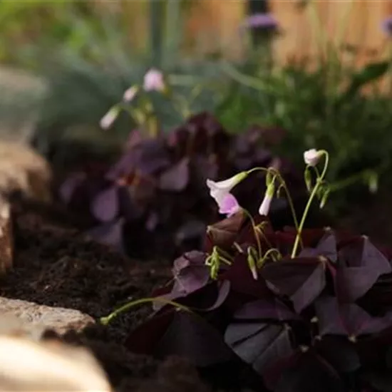 Glücksklee - Einpflanzen im Garten Glücksklee - Einpflanzen im Garten