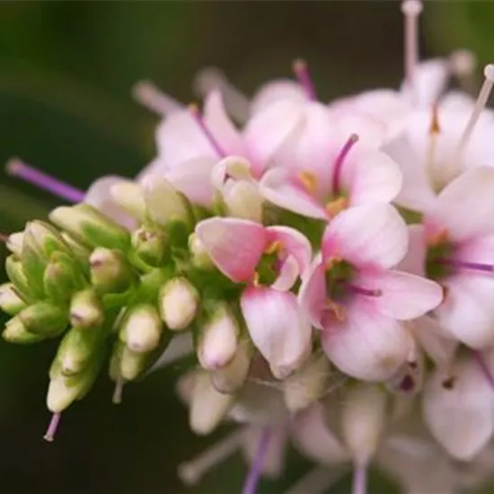 Strauchveronika - Einpflanzen im Garten Strauchveronika - Einpflanzen im Garten