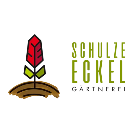 Anthurium x andreanum Anthurium x andreanum