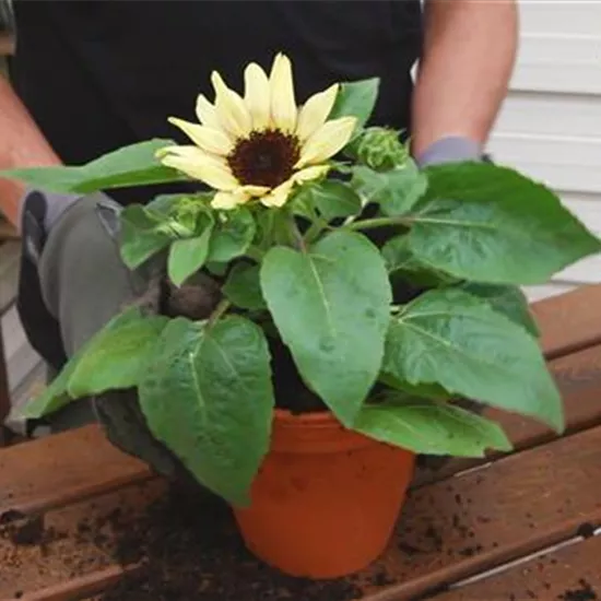 Sonnenblume - Einpflanzen in ein Gefäß Sonnenblume - Einpflanzen in ein Gefäß