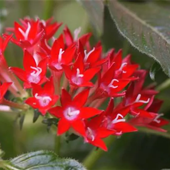 Stern von Ägypten - Einpflanzen im Garten Stern von Ägypten - Einpflanzen im Garten